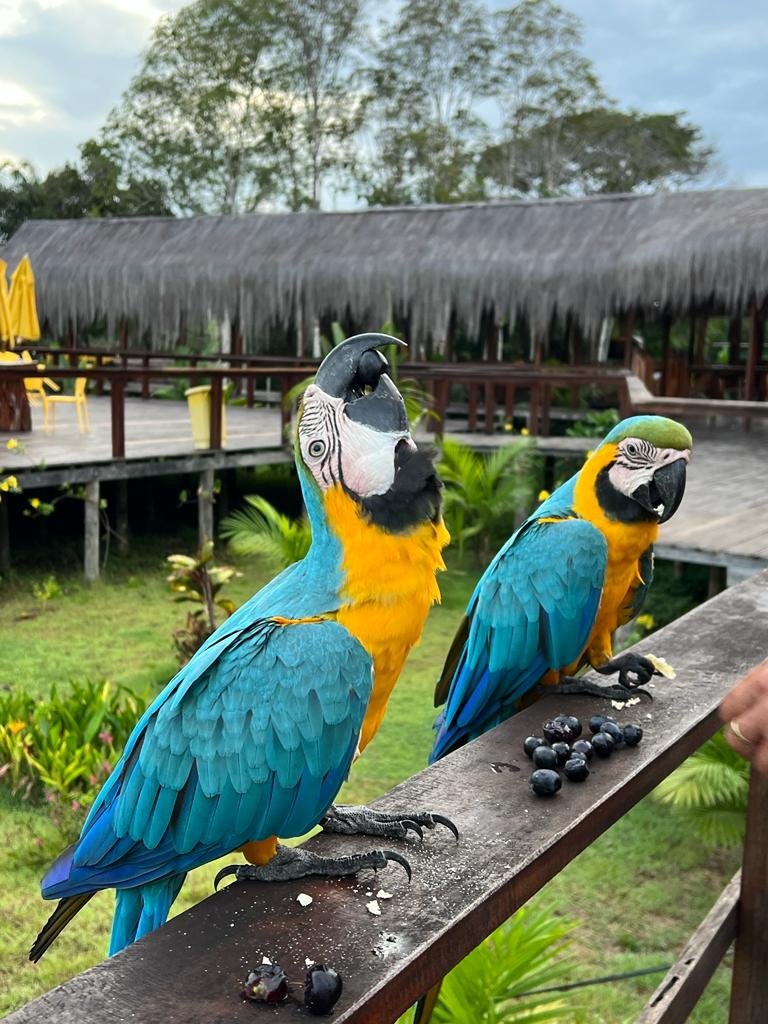 AMAZON-BRAZIL